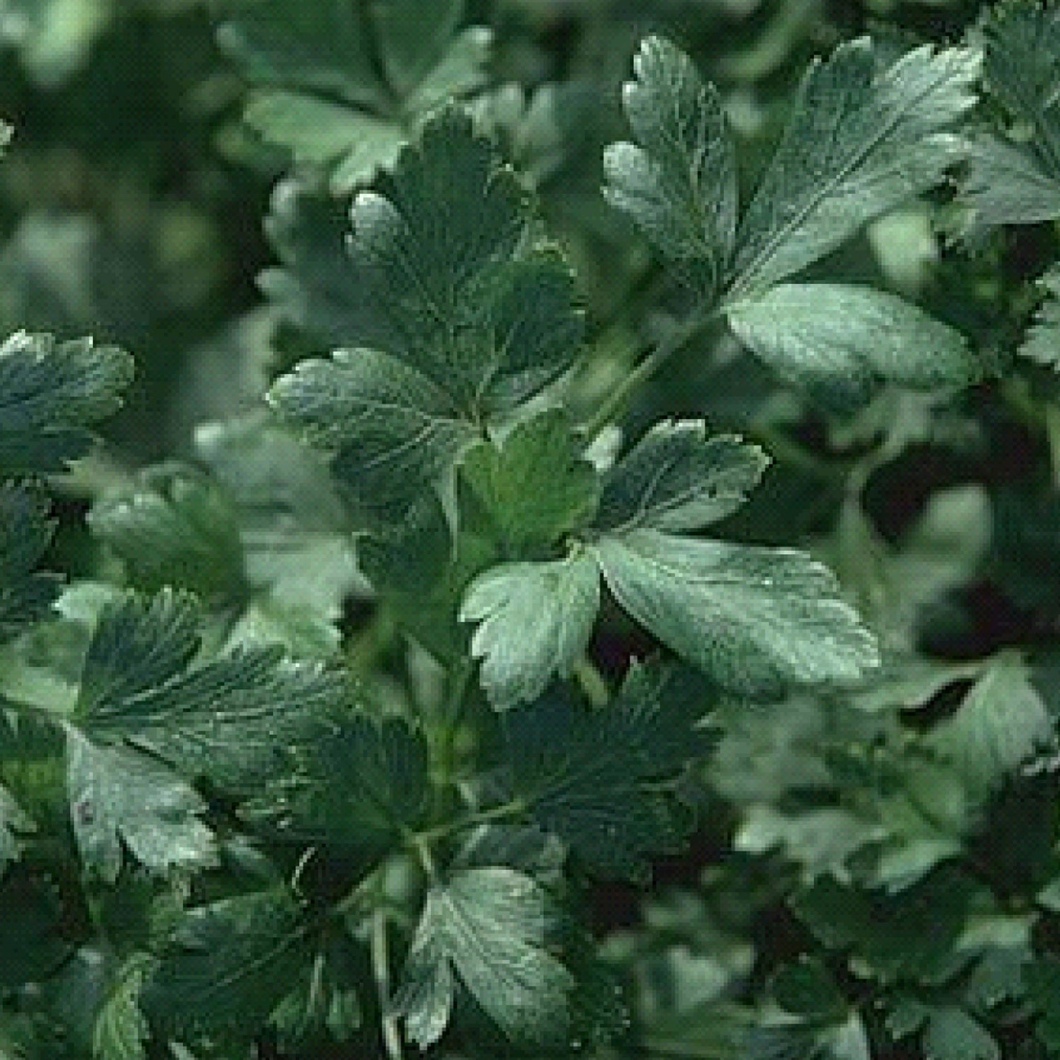 Parsley - Petroselinum - Edibles