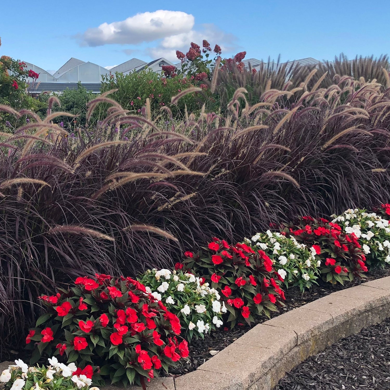 Design Use - Ornamental Grass & Sedge