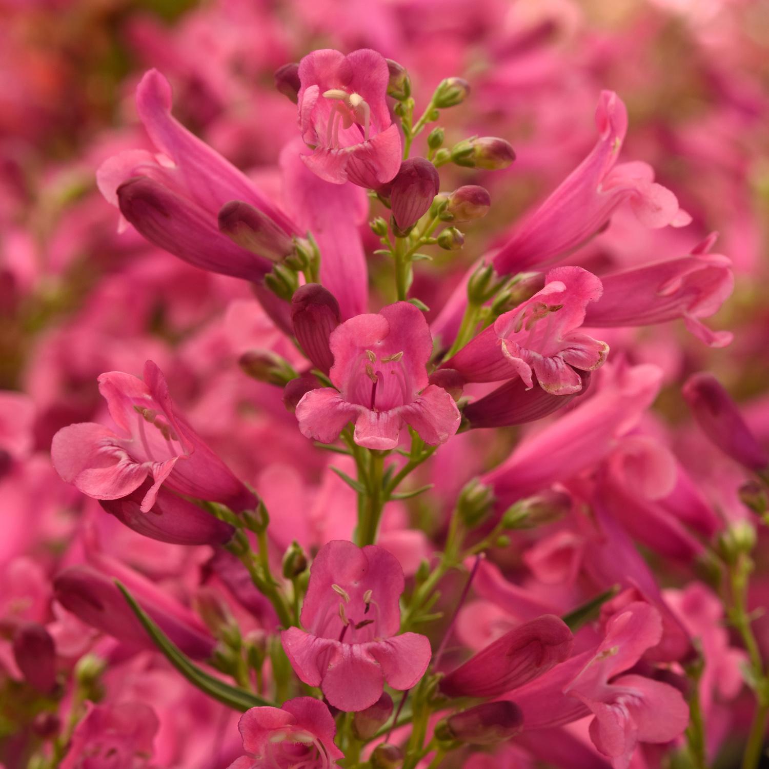 Flower Color - Salmon Shades