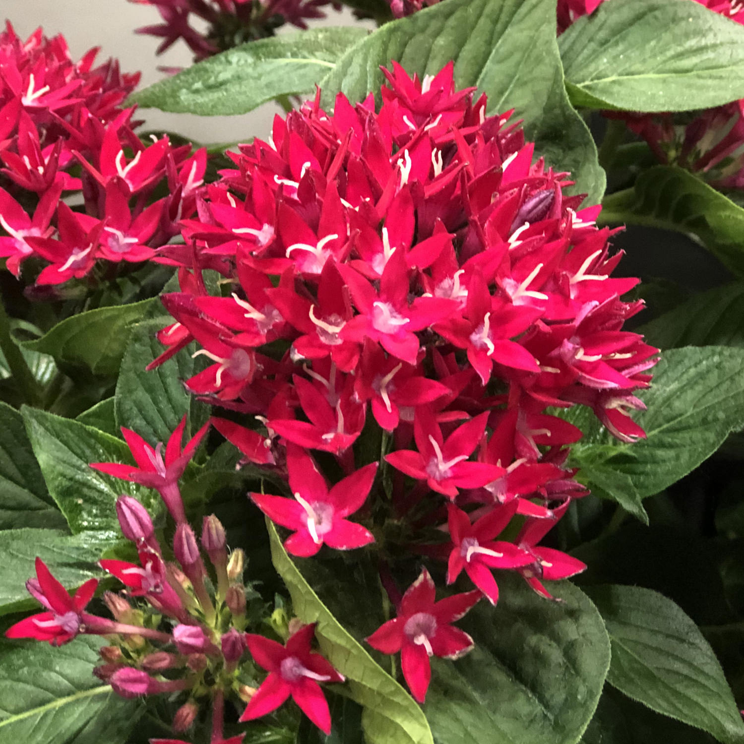 Egyptian Star Flower - Pentas - Annuals
