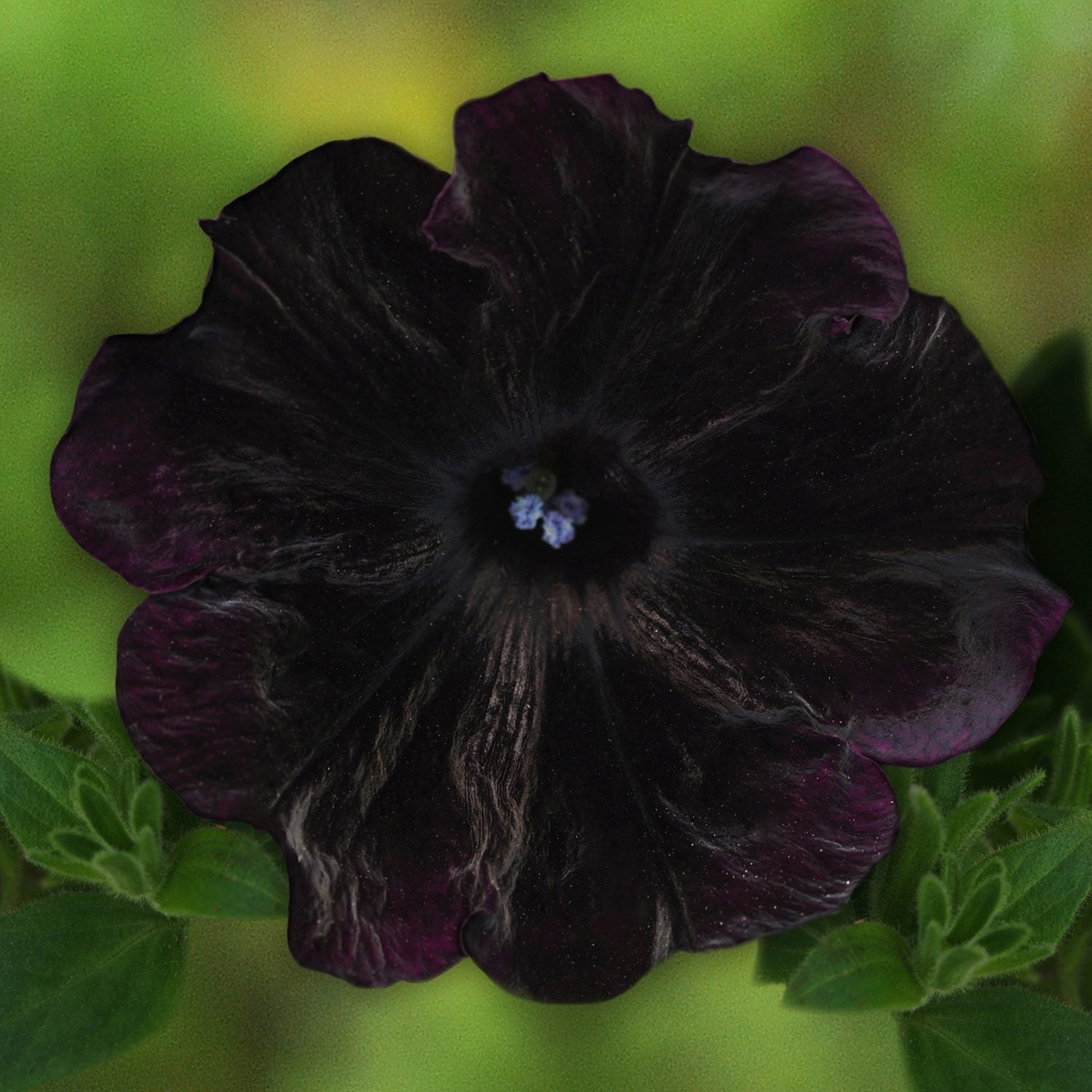 Flower Color - Black Shades - Annuals
