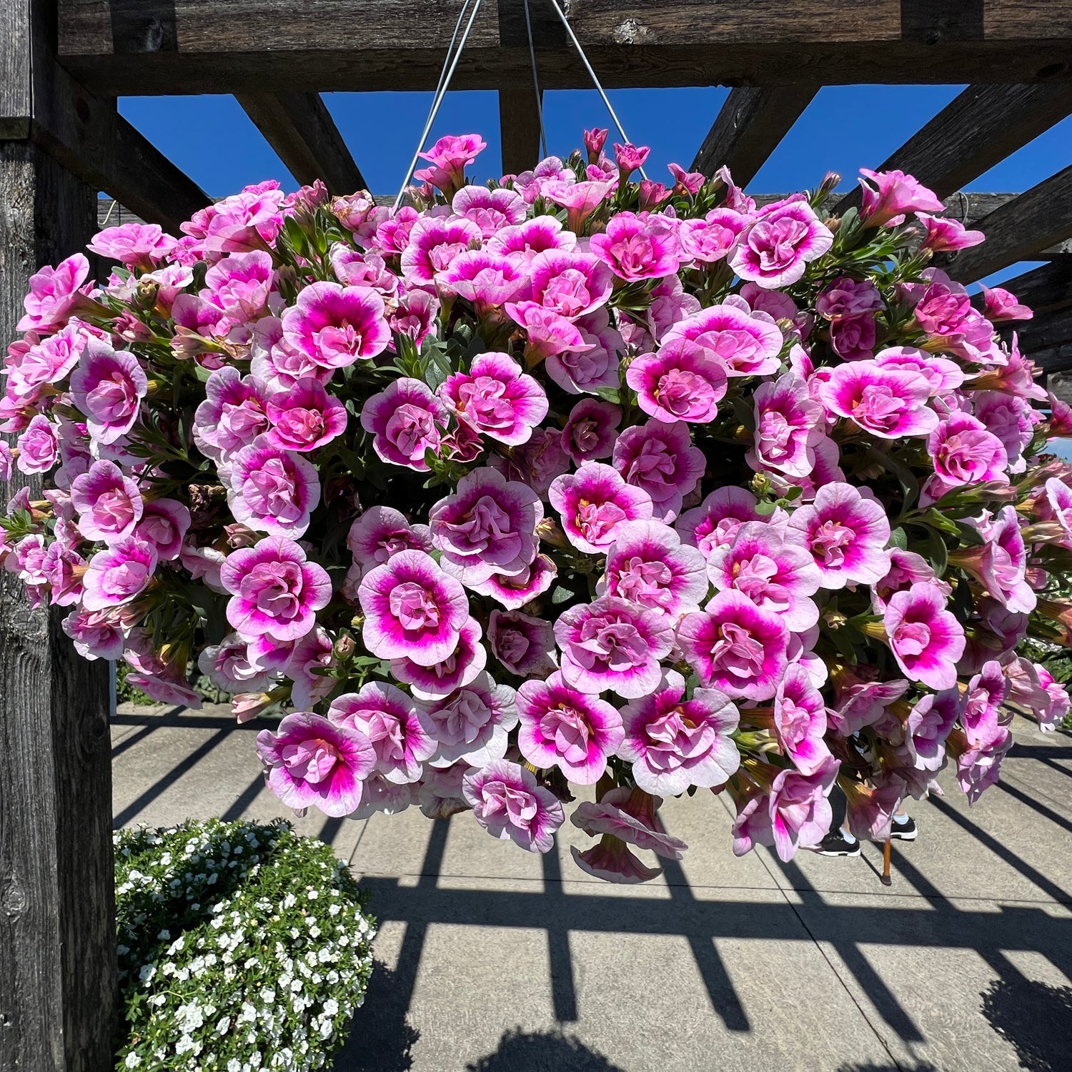 Pink and white superbells calibrachoa