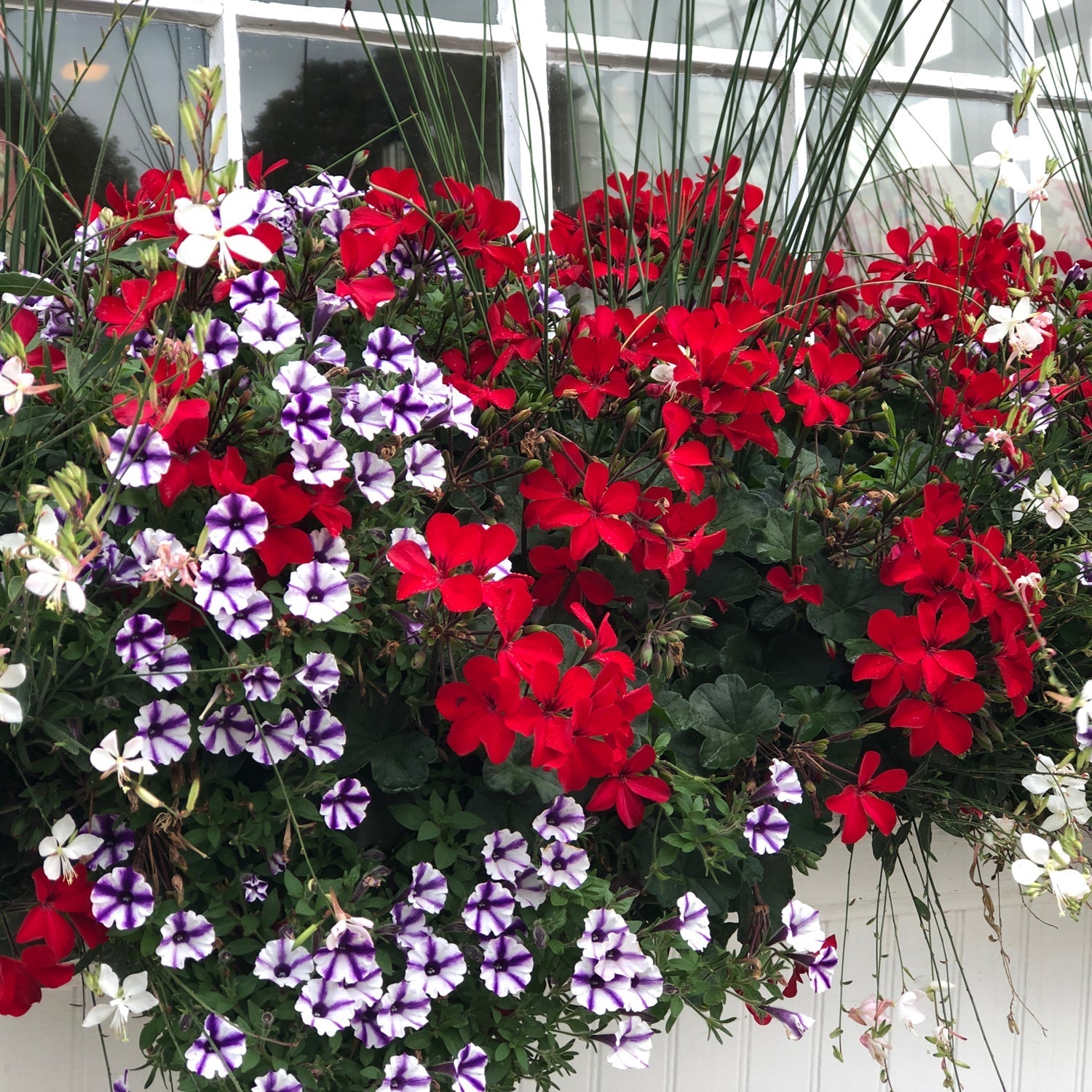 A vibrant window box filled with red geraniums, Supertunia® Mini Vista® Violet Star Petunia, and white flowers sits against a white-framed window with tall green grasses - Photo Property of Garden Crossings LLC.