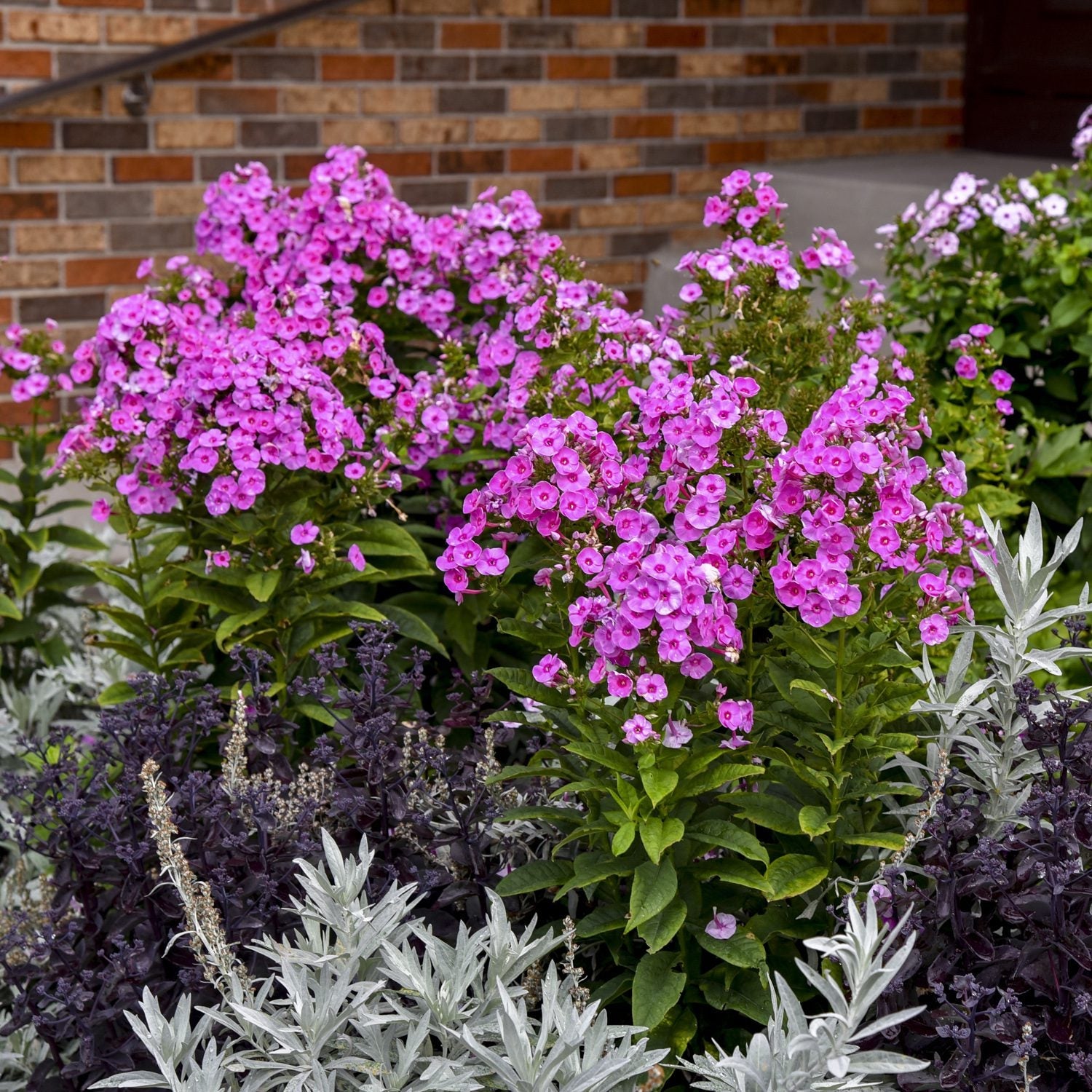Luminary® - Tall Garden Phlox - Perennials