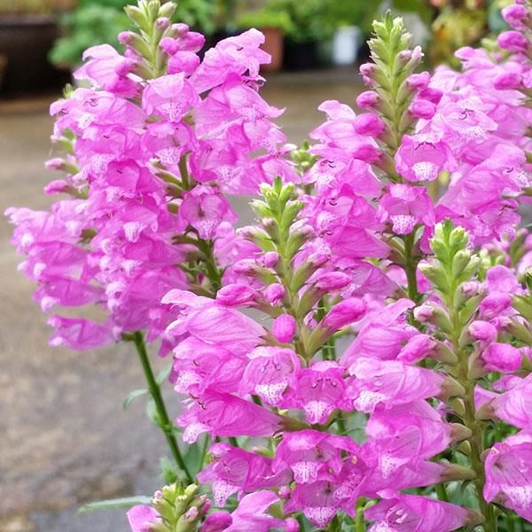 Obedient Plant - Physostegia - Perennials