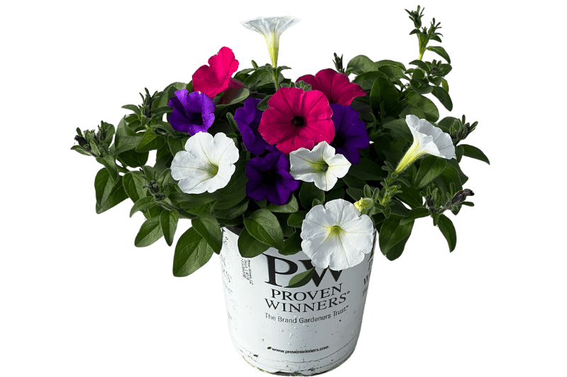 Annual Combination - Annuals