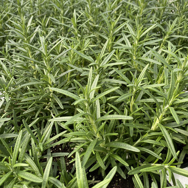 Rosemary - Rosmarinus - Edibles