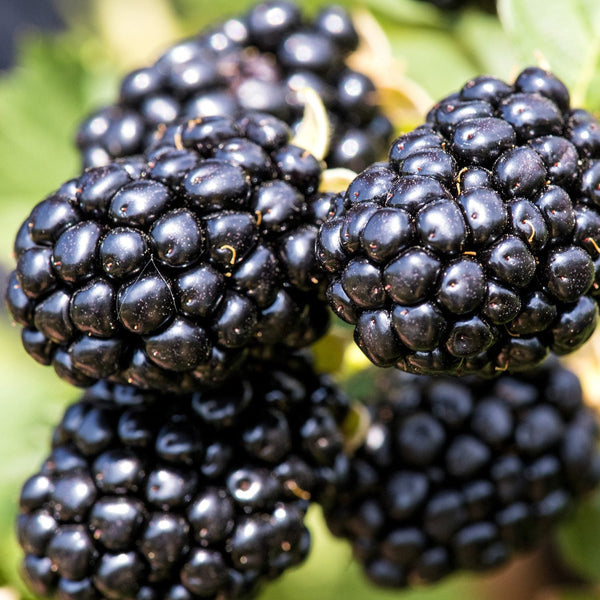 Blackberry - Rubus - Edibles