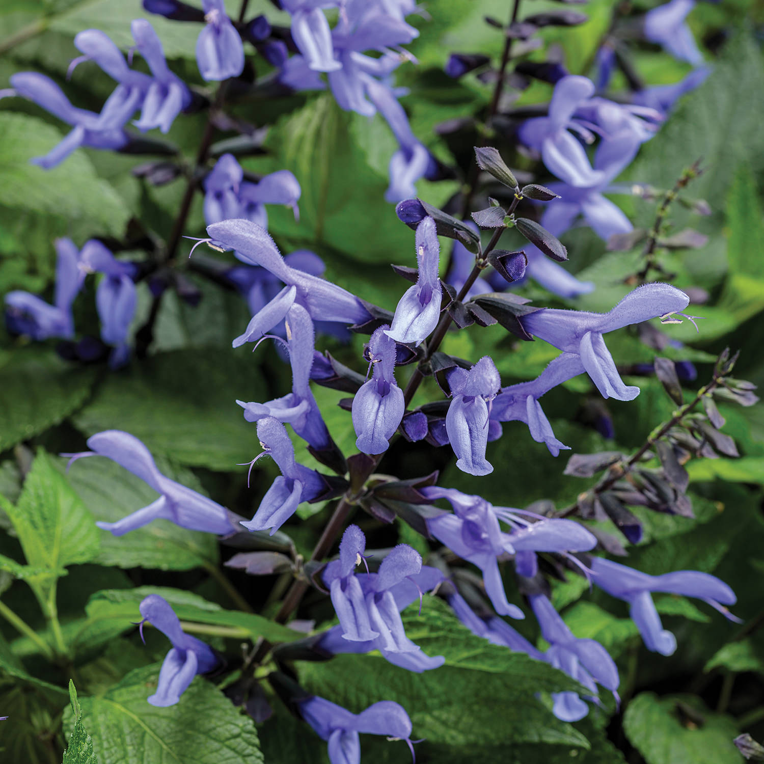 Sage - Salvia - Annuals