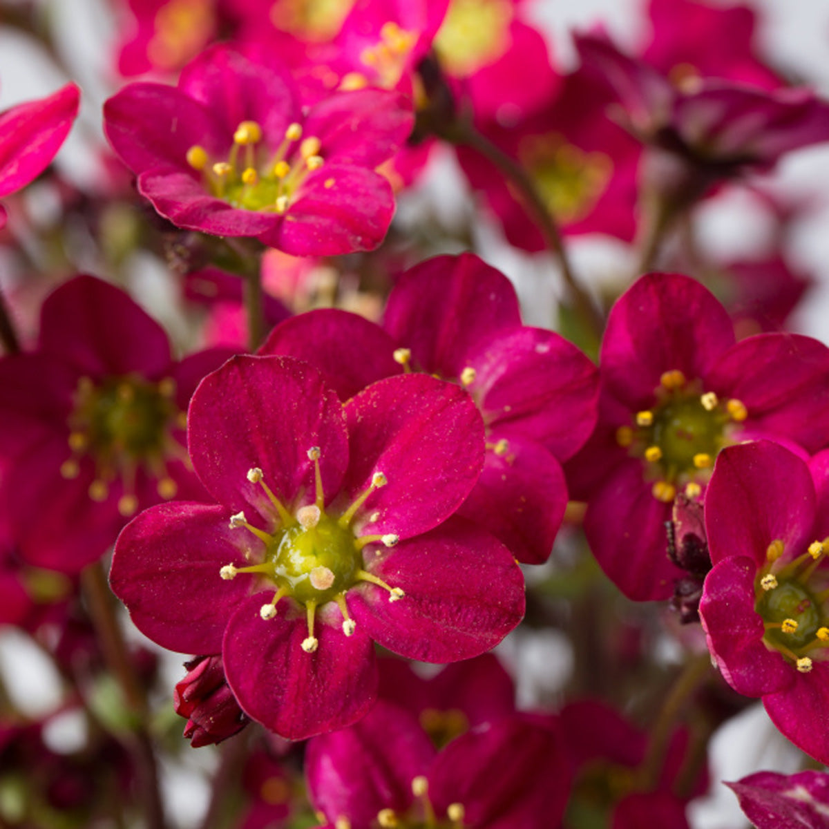 Rockfoil - Saxifraga - Perennials