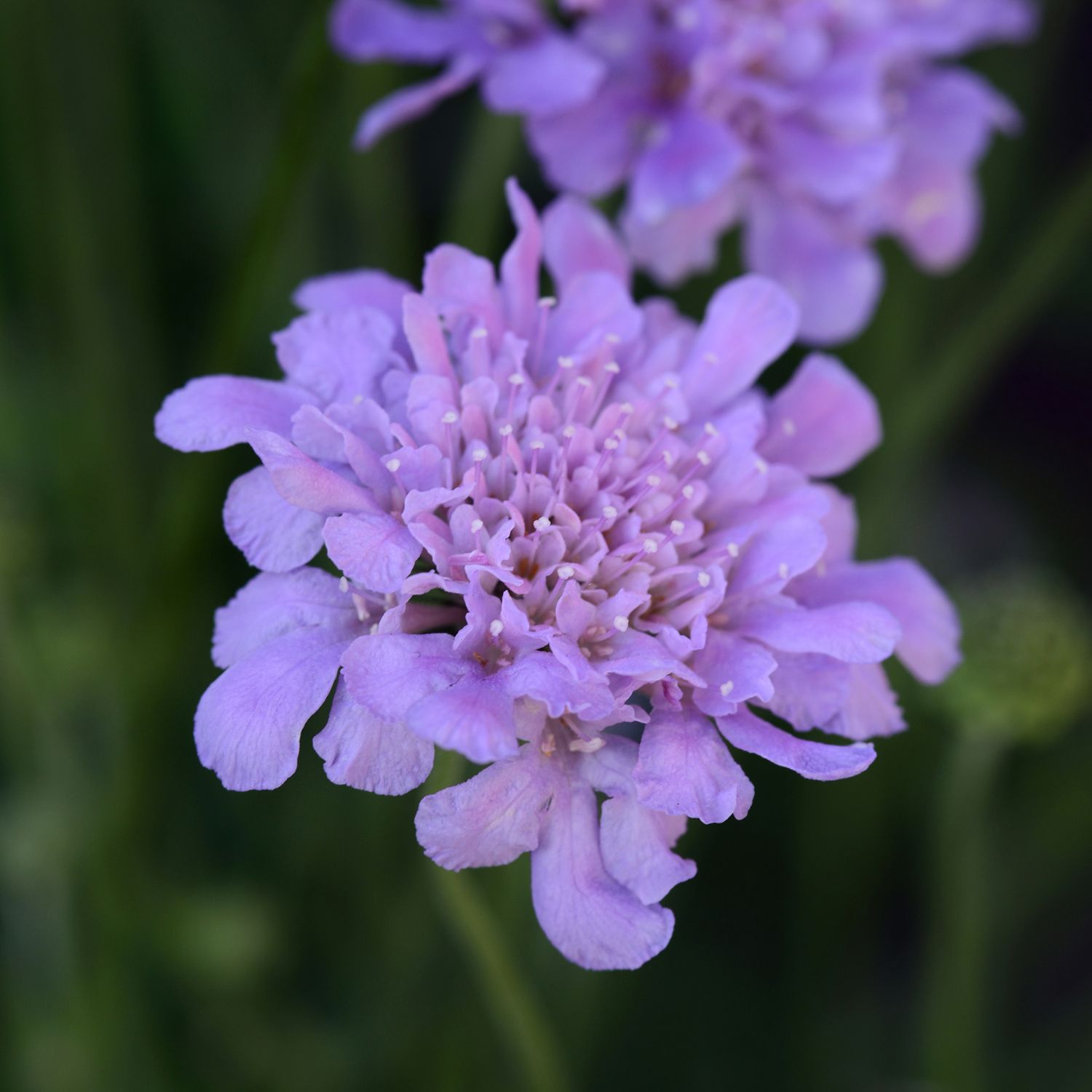 Pincushion Flower - Scabiosa - Perennials
