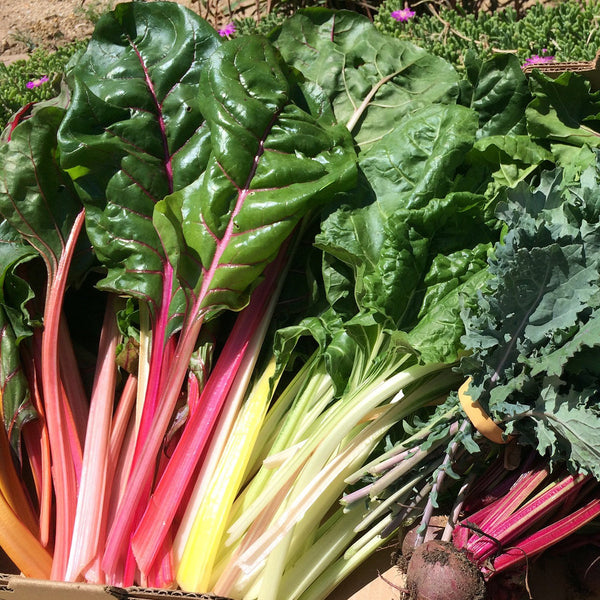 Swiss Chard - Beta - Edibles