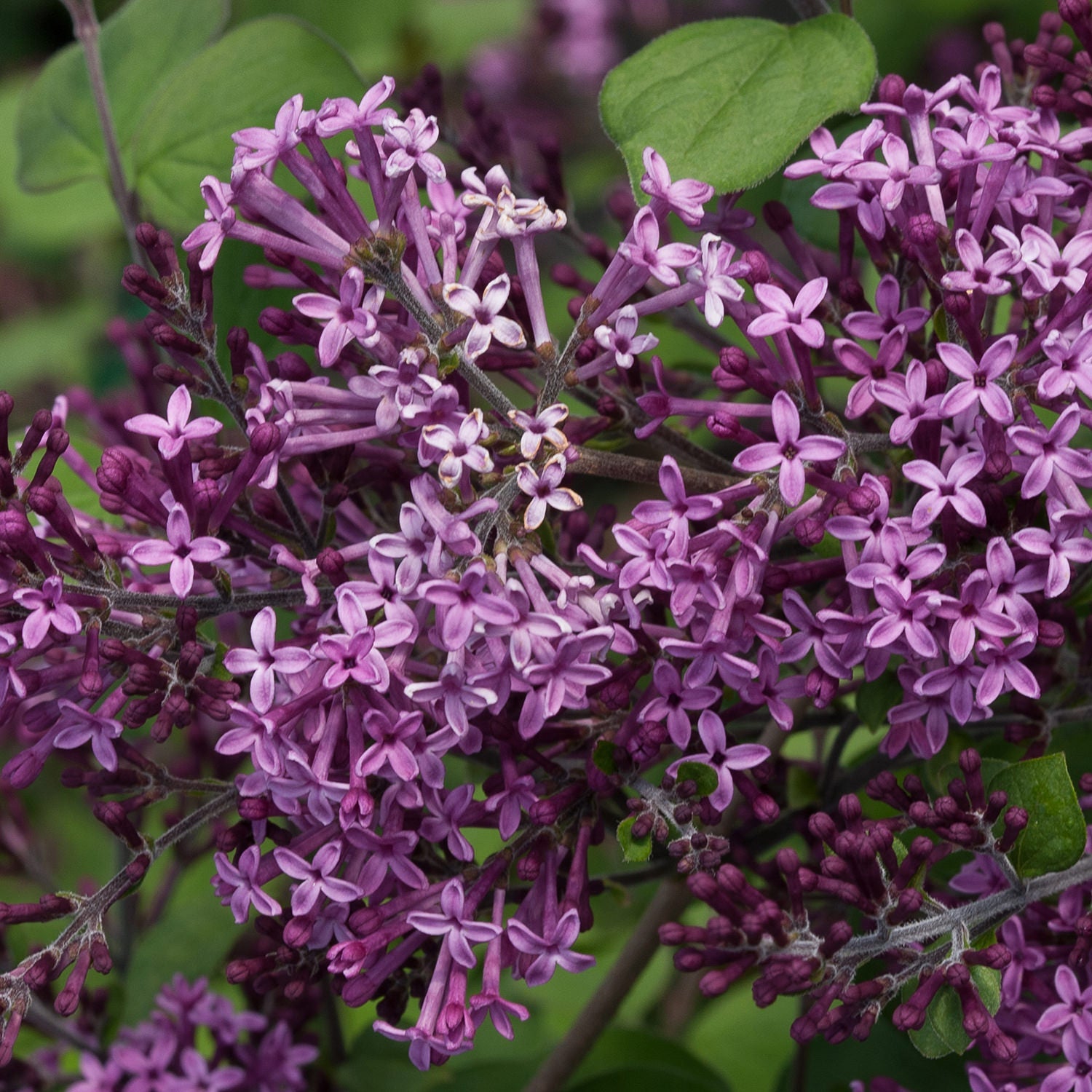Bloomerang® - Syringa - Shrubs