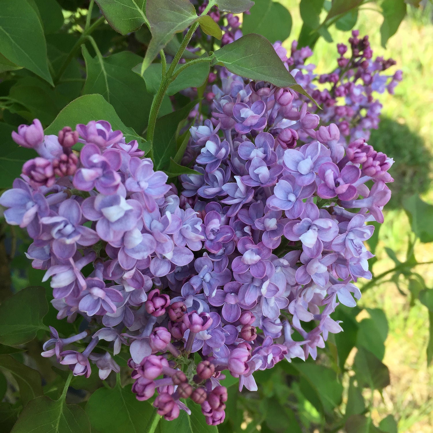 Blooms On - Last Year's Growth