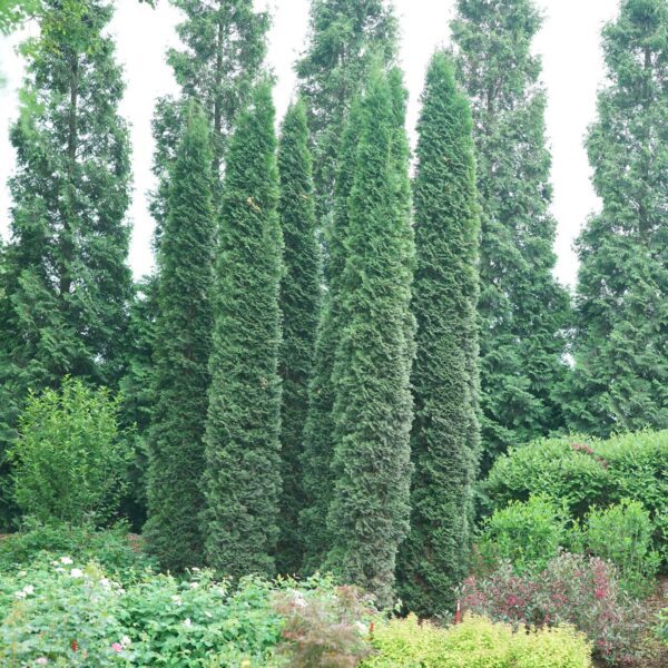 Tall, narrow evergreen trees grow closely together in a landscaped garden, surrounded by assorted shrubs and greenery, with more trees visible in the background.