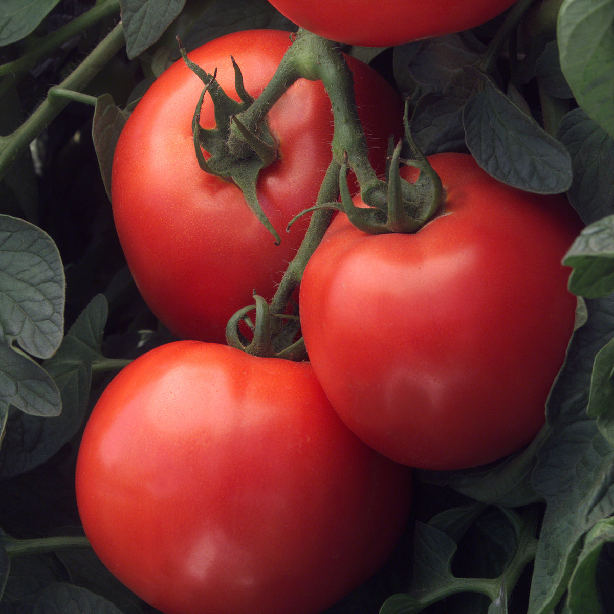 Three ripe, red 'Bush Early Girl' Tomatoes (Lycopersicon) grow on a vine among green leaves - Photo Courtesy of Burpee.