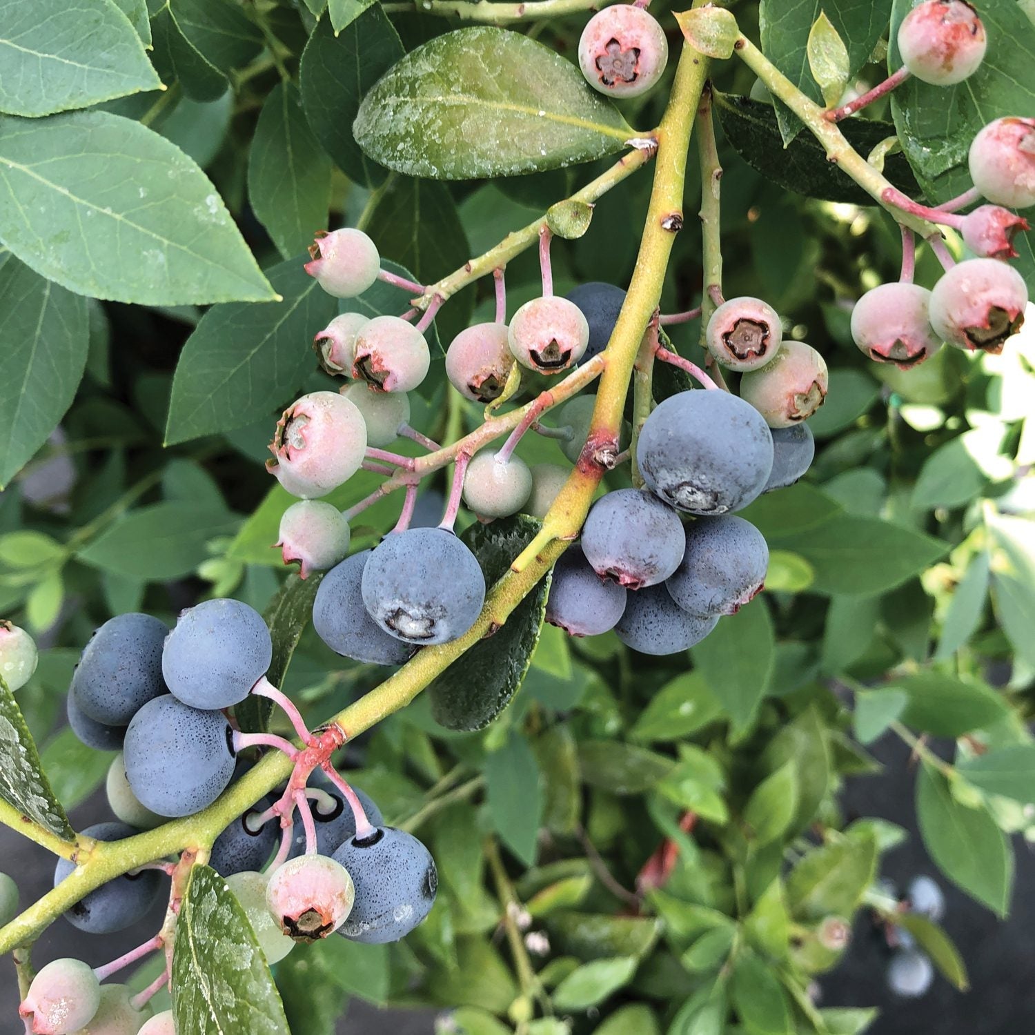 Blueberry - Vaccinium - Edibles