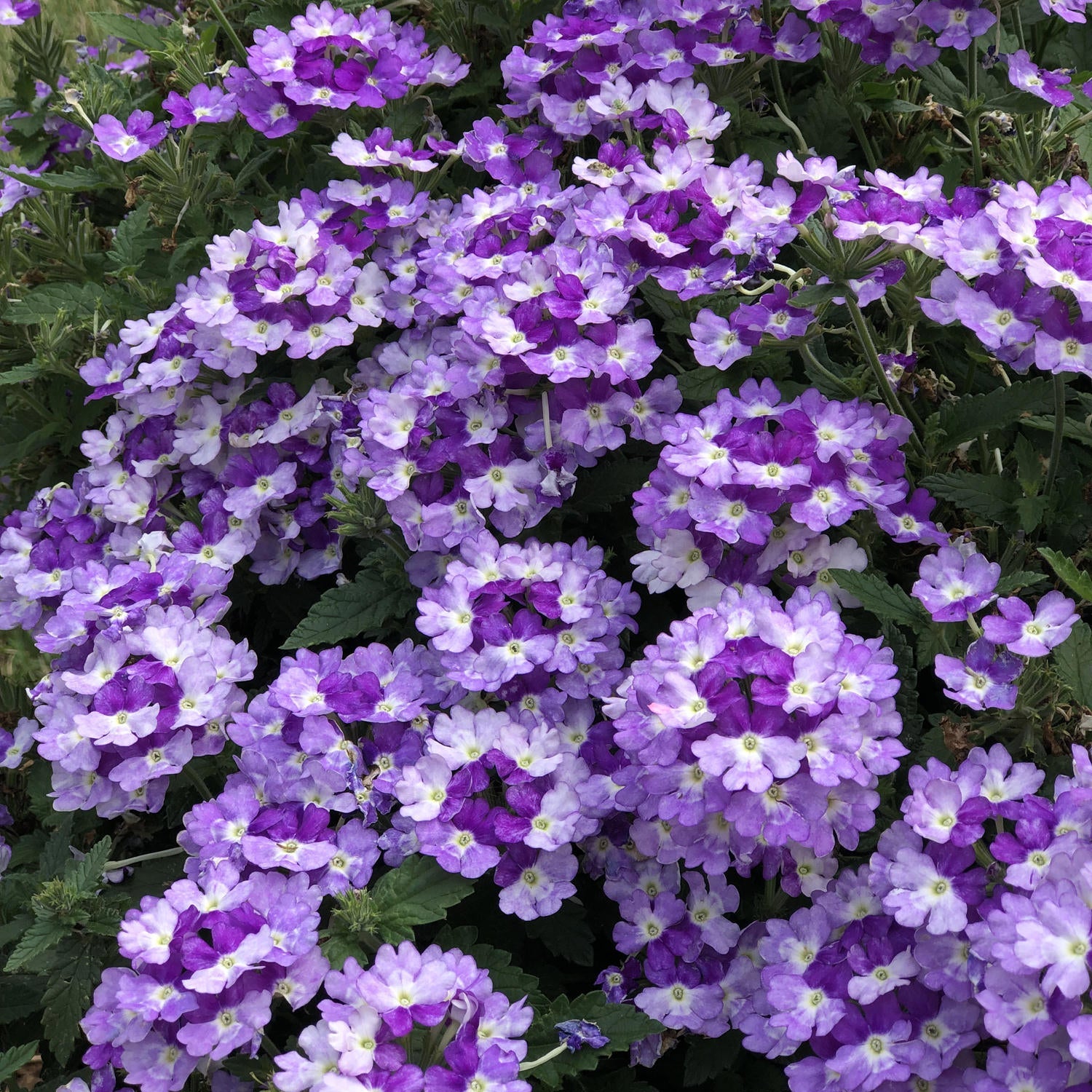 Verbena Superbena - Annuals