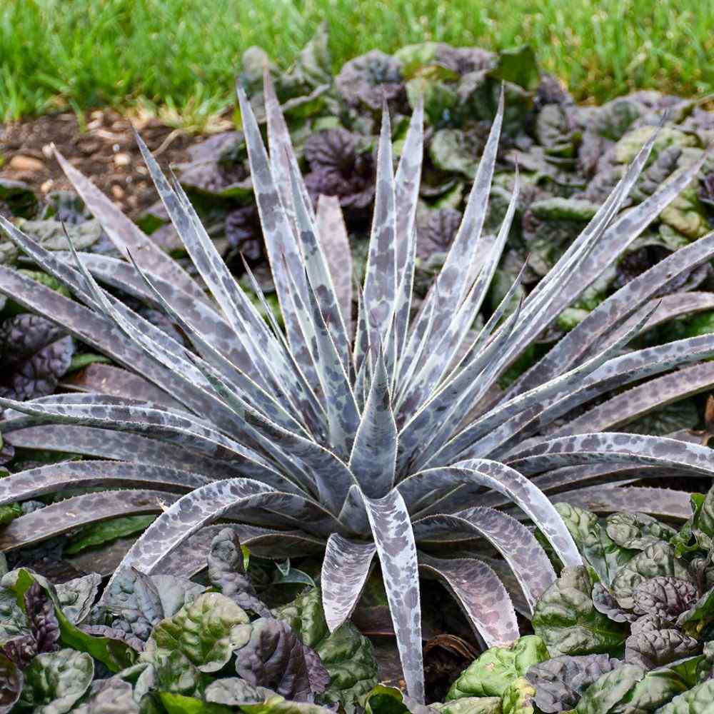 Spiky mangave plant growing in a warm Zone 10 garden