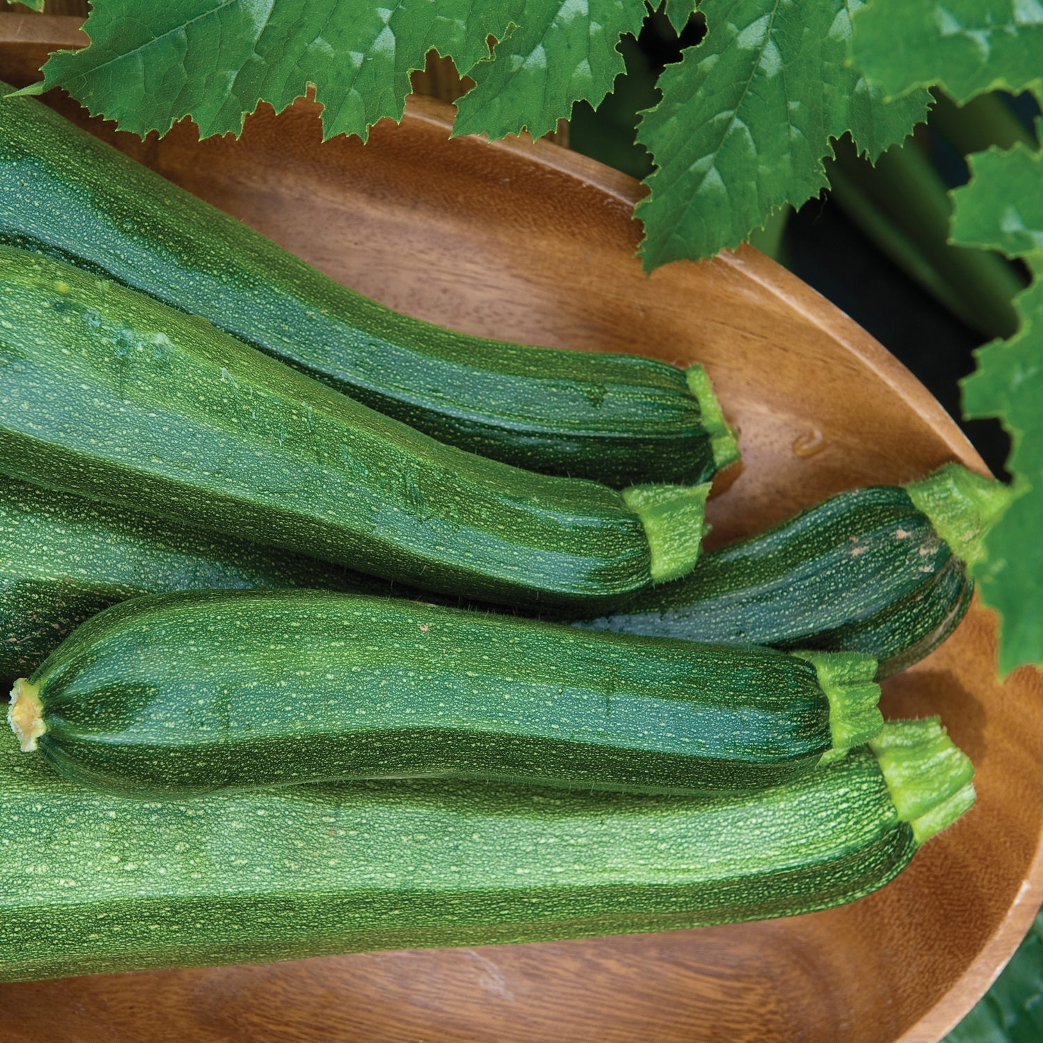 Zucchini Squash - Cucurbita - Edibles