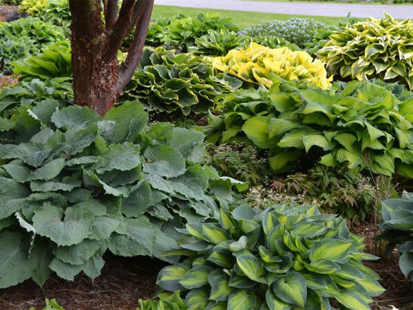 planting of several different hosta plants with varigated green foliage