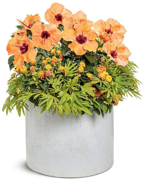 white concrete container with green leafy plants an dorange hibiscus blooms