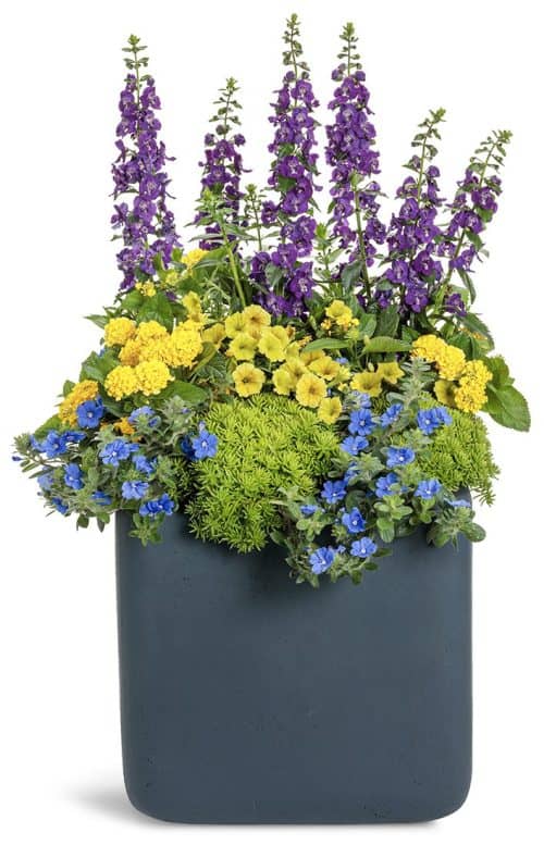 Grey-blue container with yellow sedum , yellow and blue flowers and stalks with purple flowers