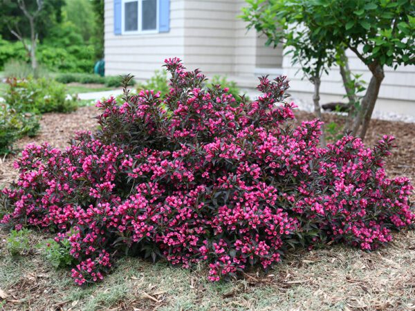 pink flowering spilled wine weigela bush