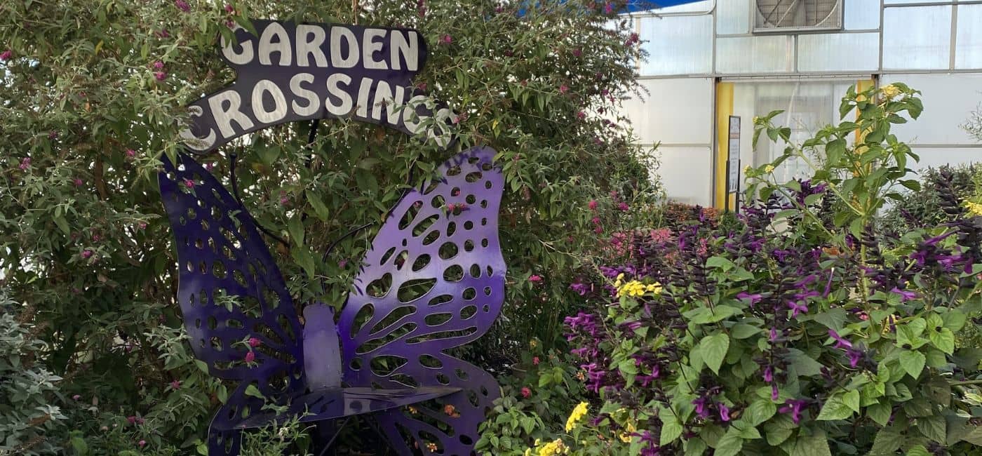 Large green bush with a purple butterfly shaped bench and a sign that says garden crossings next to purple blooming plants