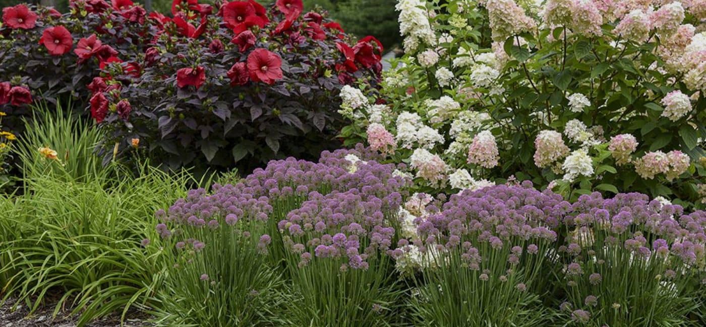 Summerific® ‘Holy Grail’ rose mallow, Fire Light® panicle hydrangea and ‘Serendipity’ ornamental onion are thriving in full sun in this zone 6a garden. Photo courtesy of Walters Gardens.