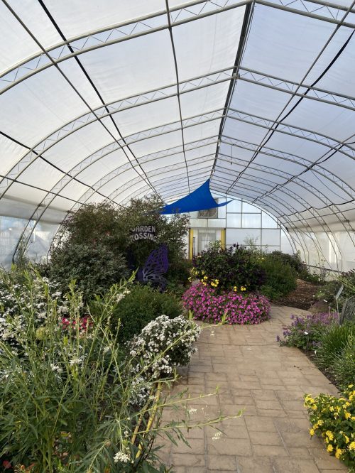 Greenhouse with a brick path, lush green and blooming plants on both sides of the path