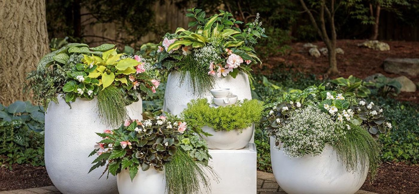 variety of green plants in large white containers in front of trees