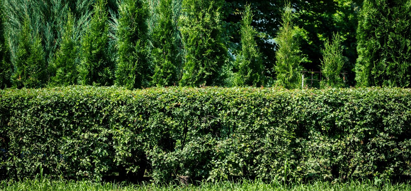 long hedge of green boxwoods in front of a taller hedge of evergreen shrubs