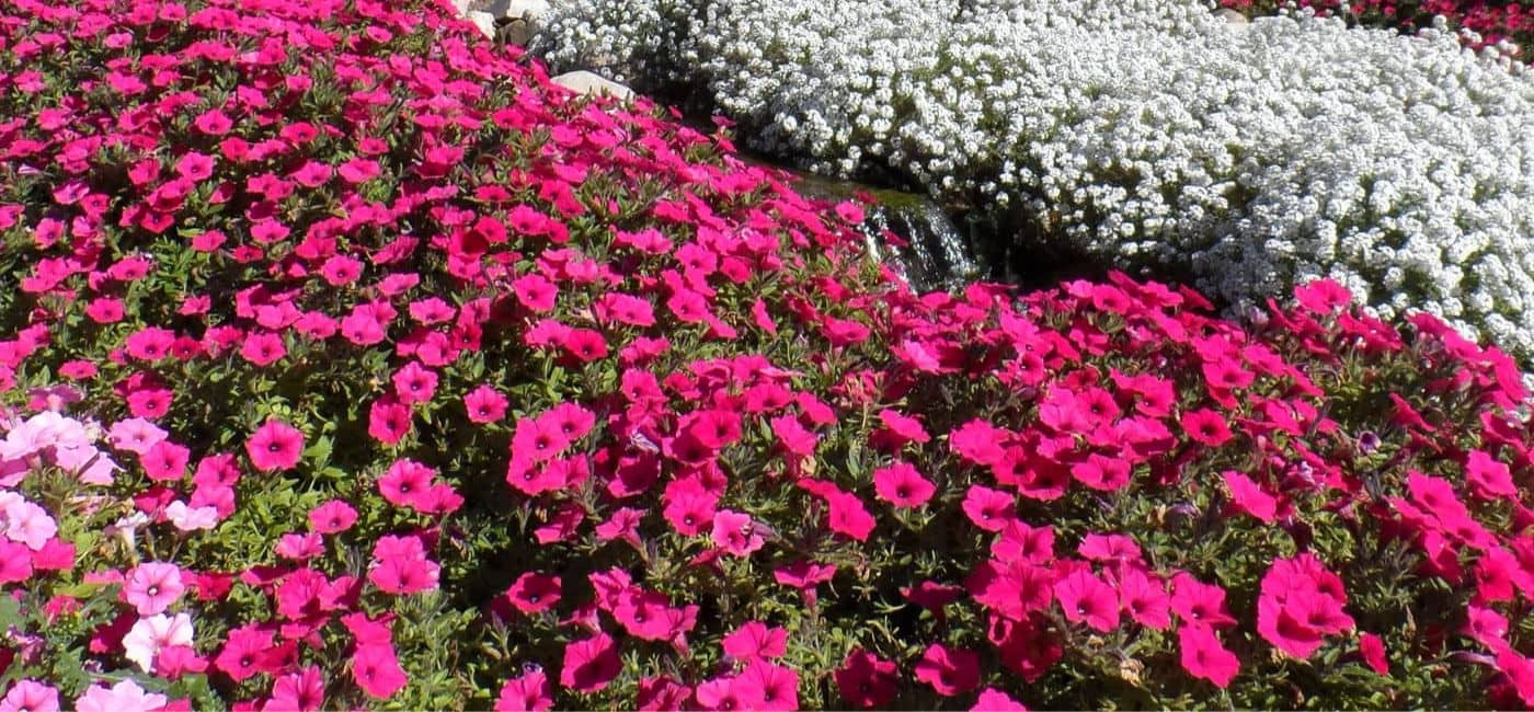 mass planting of magenta supertunias next to white supertunias