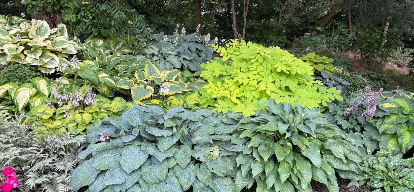 Shade garden filled with different varieties of hostas