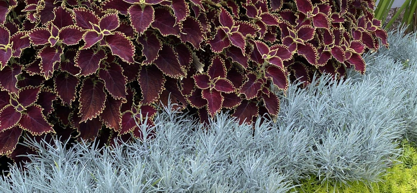 Purple red coleus foliage with green edges next to pale green plants - Photo Property of Garden Crossings LLC