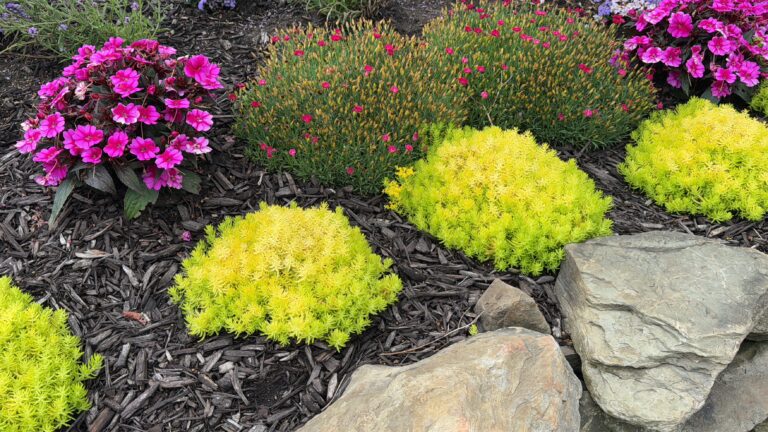 row of lemon-green stone crop with large rocks in front and pink blooming flowers behind them