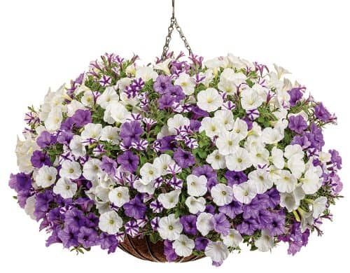 hanging basket with purple an dwhite blooms