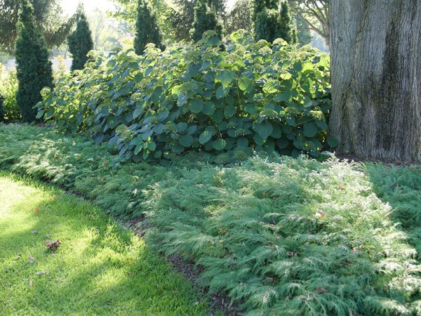 row of green celtic pride siberian cypress shrubs