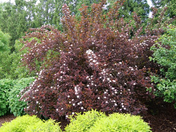 red ginger wine ninebark bush with white blooms