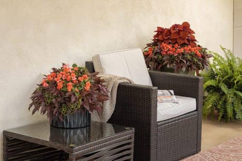 patio with square wicker chair with a dark pot on either side filled with red flowers