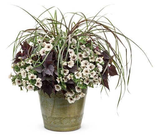 metal container with white flowers, dark purple-red leaves, and wispy green-red grass