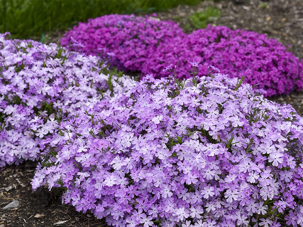 two rows of blooming creeping phlox, one light and one dark purple