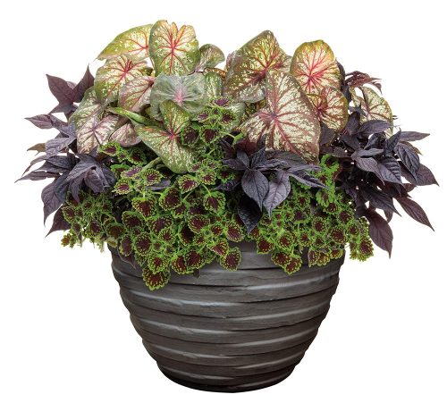 Container with green & red coleus, purple-red potato vine, and pink-white and green cladium