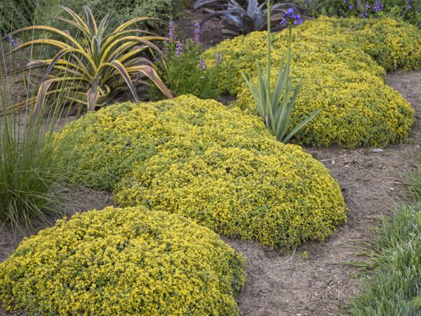 several plantings of yellow-green sedum