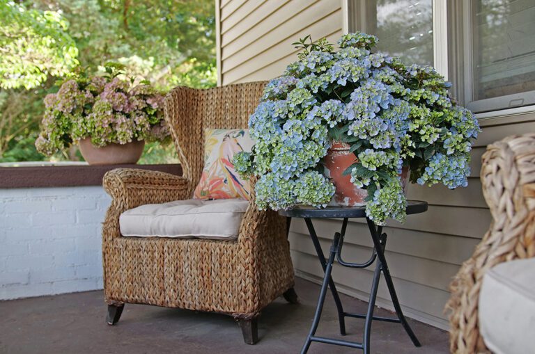 Hydrangea planted in a container on a porch
