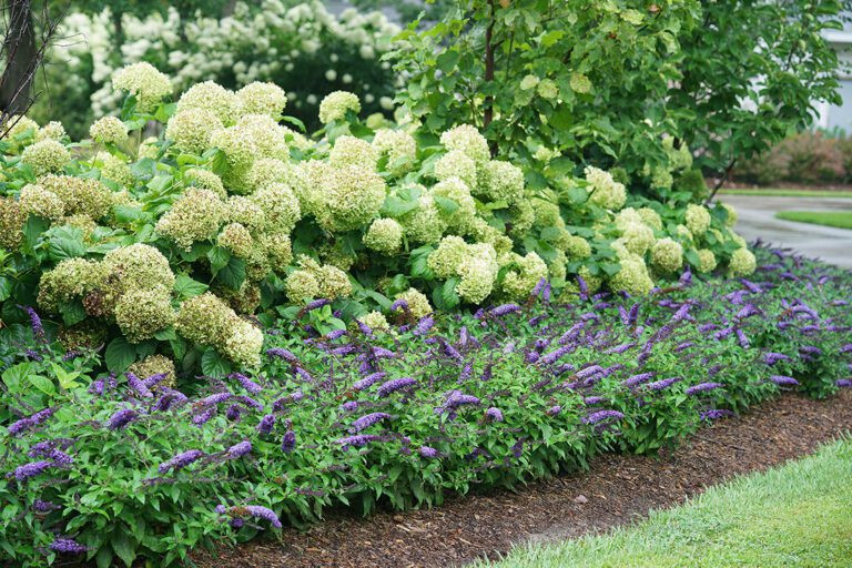 Row of white incredibal smooth hydrangeas forming a tall hedge behind pugster blue butterfly bushes