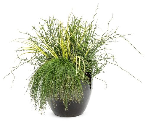 black container with a variety of grasses planted in it