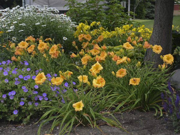 A planting of yellow blooming daylilies