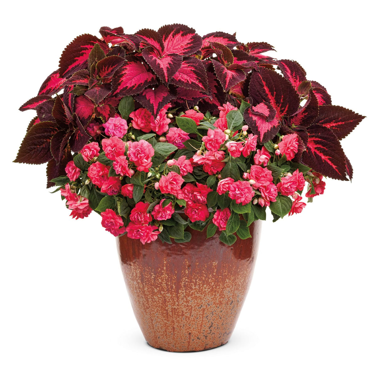 The Ace of Hearts Annual Combo Kit features dark red and magenta Torchlight Coleus with bright pink Rockapulco Coral Reef impatiens in a brown ceramic pot - Photo Courtesy of Proven Winners. Container not included.